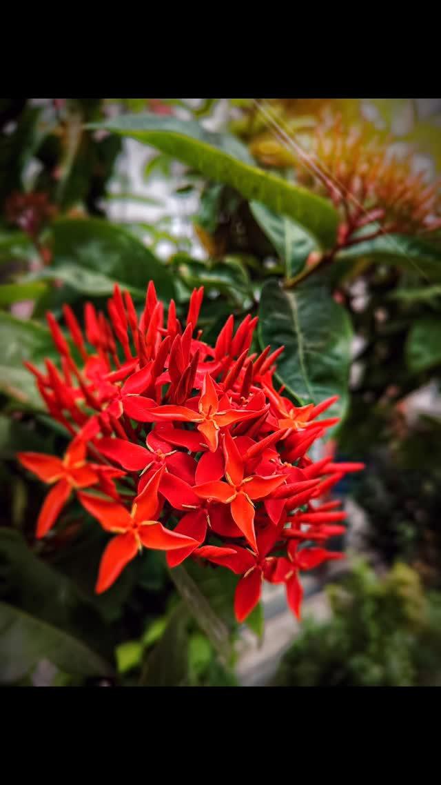 #flowerphotography #mobilephotography #love #love #instagram #photooftheday #godda #nature #naturephotography 

// The only impossible journey is the one you never begin ||