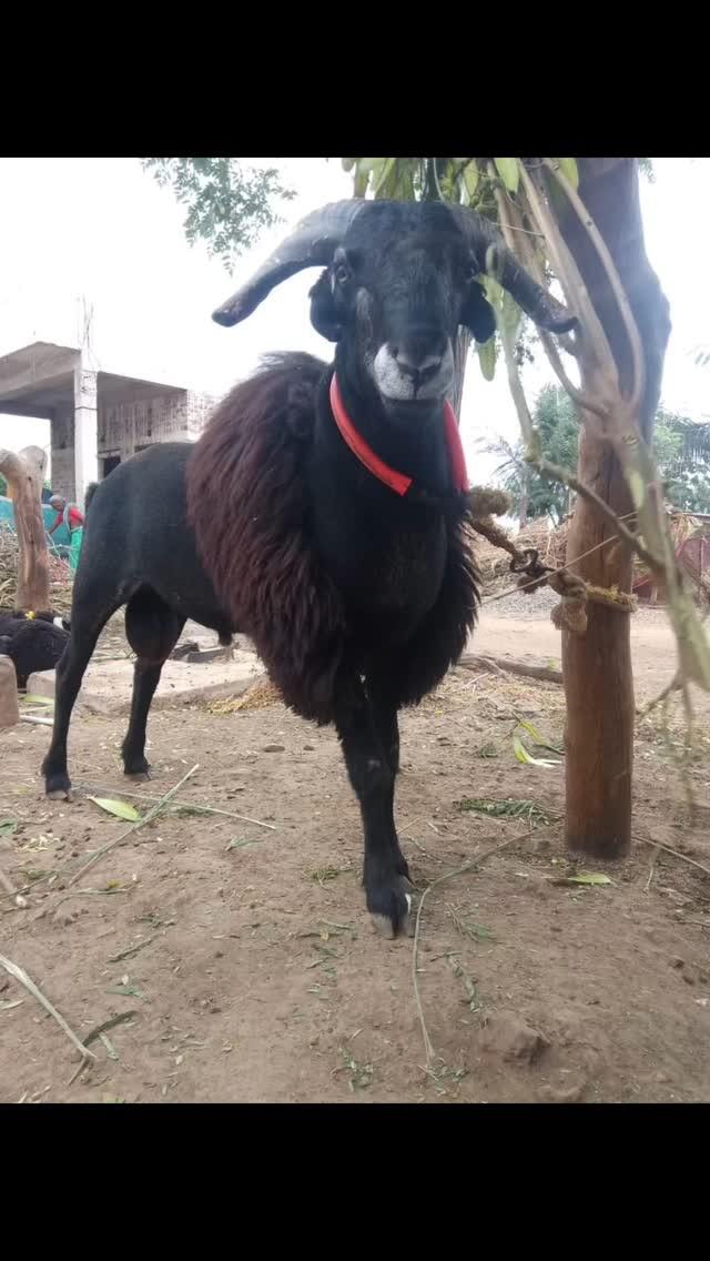 2🦷🐏ಅಣ್ಣಾರ ಈ ಮರಿ ಕೊಡೋದ್ ಐತೆ ನೋಡ್ರಿ🐏