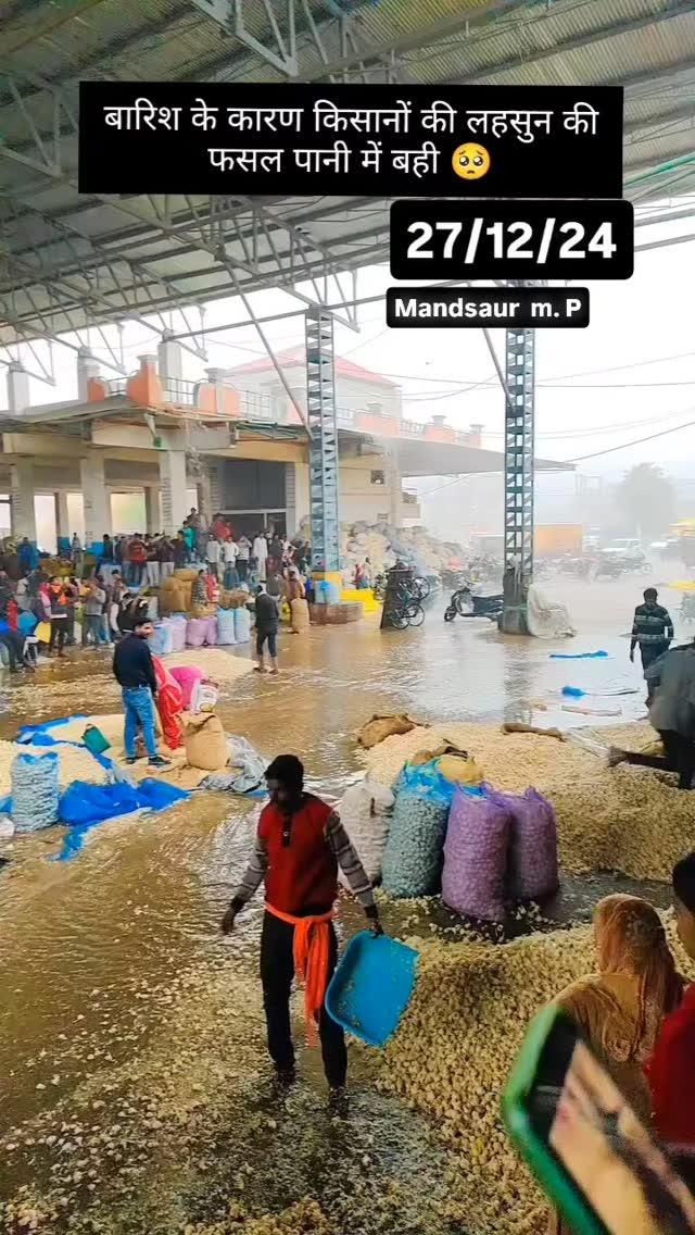 बे मौसम बारिश के कारण मंदसौर मंडी में हुआ किसान का हुआ भारी नुकसान 🥺🥺🌾