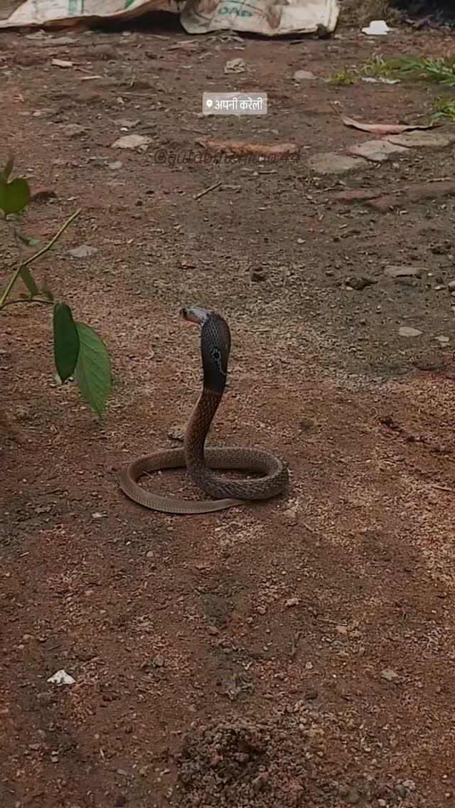 Baby cobra 
gulabmehra44