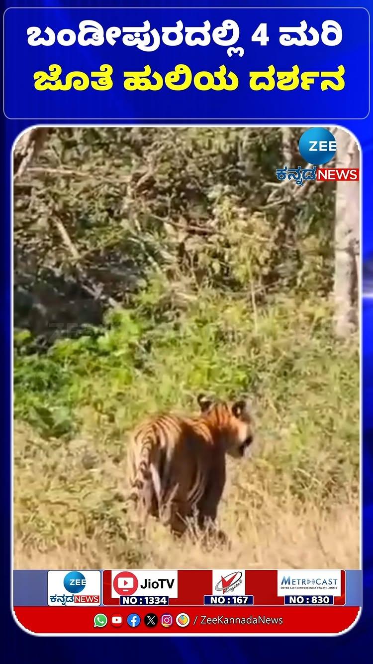 ಬಂಡೀಪುರದಲ್ಲಿ 4 ಮರಿ ಜೊತೆ ಹುಲಿಯ ದರ್ಶನ