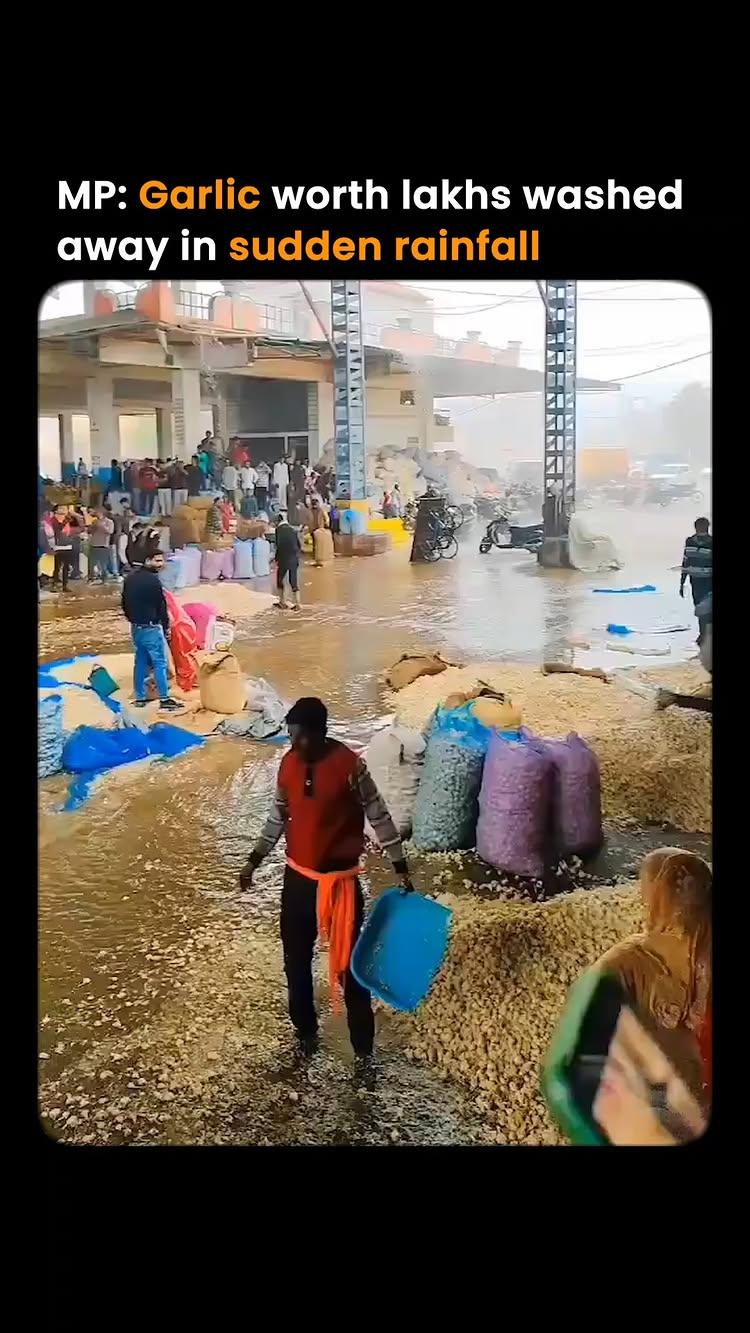 Mandsaur, MP : Unseasonal rains have wreaked havoc on farmers in Mandsaur, where garlic worth lakhs of rupees was washed away in the mandi
Videos from the incident show garlic being swept away by the rainwater as farmers desperately try to salvage their produce
Garlic prices have soared in recent weeks, with rates exceeding ₹400 per kilogram in many cities
This unexpected weather event has placed farmers under immense financial strain, as a significant portion of their valuable crop has been lost
Farmers, including women, were seen in the video filling sacks with garlic in an attempt to save it from the downpour
However, a large amount of garlic has been irreparably damaged, either washed away completely or rendered unusable due to excessive moisture
_____________________________