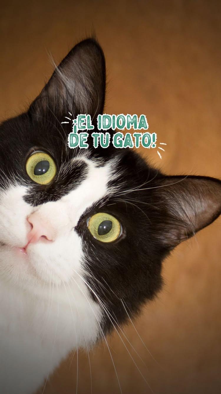 🐱💬 Mejora la comunicación con tu gato y fortalece vuestro vínculo con Churu, el snack perfecto para cada momento de mimos
Quieres ganar? Sigue estos pasos:

-Sigue a  ‌PanchoCavero y ‌Ludipek_pe en Instagram
-Comparte este video en tus historias etiquetandonos
-Comenta etiquetando a dos amigos

#Ludipek #SorteoGatuno #CatLovers #MascotasSaludables #Ludipek #Gatos Felices