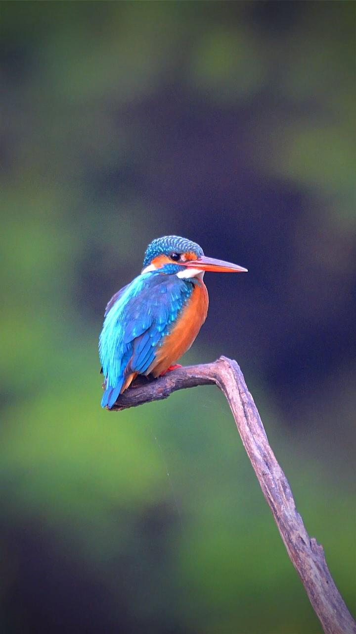 Happy New Year  to all my friends 🌹🎊🥳🎉

Common Kingfisher, Bharatpur, India 🇮🇳 

Shot by #nikonz8 with #nikon200500 nikonindiaofficial