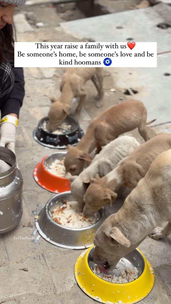 Starting Day 1 of 2025 with them ❤️
Story - These mumma bear had given birth to these cuties and had kept them hidden inside a dry cemented naali
Now, the babies have started showing up ❤️ We are going to give our best to them and hope to see them growing beautifully this year 🧿