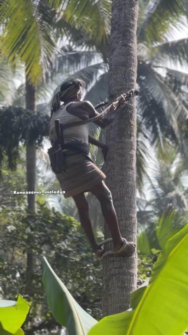 కోనసీమ అందం కొబ్బరి తోటల్లో…🌾🌴🌴