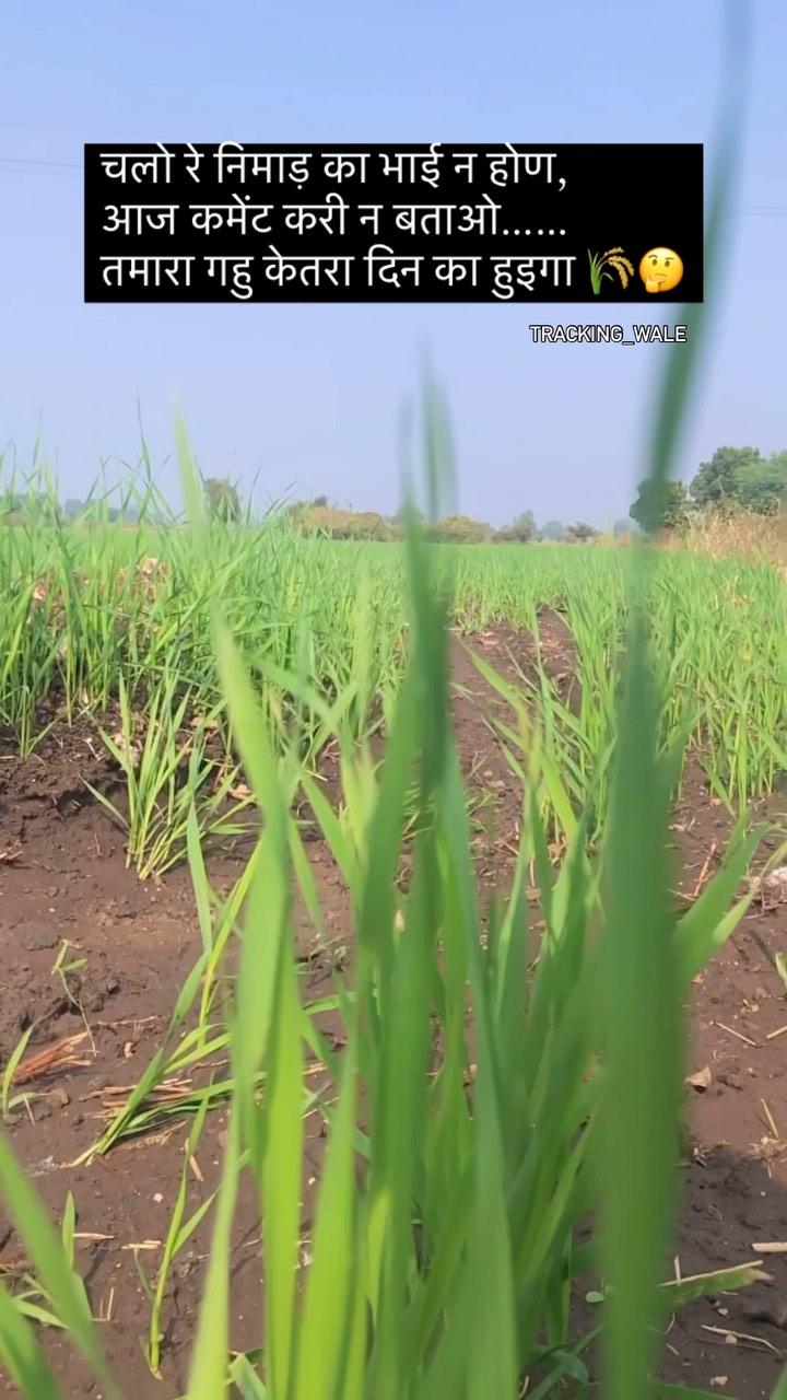 चलो रे निमाड़ का भाई न होण,
आज कमेंट करी न बताओ……
तमारा गहु केतरा दिन का हुइगा 🌾🤔