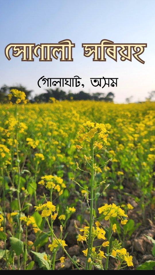 || সোণালী সৰিয়হ ||
 গোলাঘাট, অসম