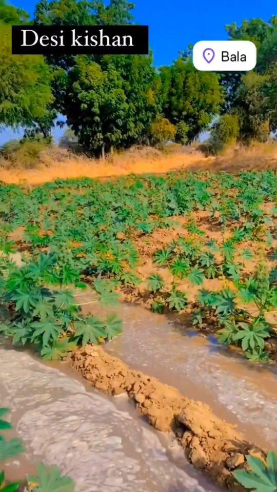 मारो प्यारो मरुधर ❤️‍🩹🌺

marvad #marudhar #rajasthan #rj #marvadi #jalore #desert #kheti 🌱🌾