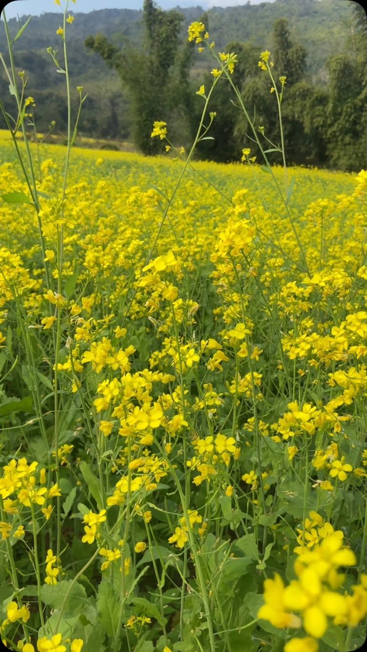 Valley of Hanjang ( Mustard)😍 
 

#karbianglong karbianglongtourism