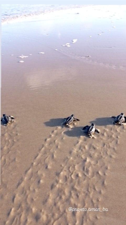 Show das Imbricatinhas ❤️ 🐢 

Os nascimentos de filhotinhos de tartarugas marinhas é o ápice de um trabalho dedicado, respeitoso e profissional que realizamos a quase 10 anos no litoral sul da Bahia
Somos abençoados e abnegados
Nosso maior objetivo é assegurar que a maior quantidade de filhotes de tartarugas marinhas cheguem ao mar 😍❤️ 🐢
Seguimos em nossos monitoramentos ambientais de conservação costeira e marinha no litoral sul da Bahia
Você pode fazer parte dessa corrente do bem
Doe qualquer valor na nossa conta institucional, compre um produto do projeto, adquira os planos do Clube Amigos do Mar ou adote um ninho
Entra em contato pelo direct ou zap 73 99812-2850
Toda a renda é revertida para a conservação costeira-marinha no sul da Bahia
Vem com a gente! Todos juntos somos (a)mar pelas tartarugas marinhas
Instituto (a)mar
Cnpj: 351131710001-01
Banco Bradesco
Agência: 237
Conta Corrente:69114

projetoamarba  #tartarugasmarinhas
#conservacaomarinha #penisulademarau
#projetoamarbahia #souamar  #conservação#amotartarugasmarinhas #marineconservation #menoslixo #menosplasticos #maisamor #ilheus #itacare#salvador #onubrasil
#riodejaneiro #saopaulo 
#portoseguro #trancoso #caraiva
#cumuruxatiba #una #canavieiras
#seaturtles #turtles
annefontainefoundation sinhajuneka
laercio.goncalves07 
hugohardt activasbrasil
rogeria_tomas seaturtles icmbio
prefitacare prefeituradeurucuca
prefeituradeuna prefeiturademarau
prefeitura.canavieiras prefilheus