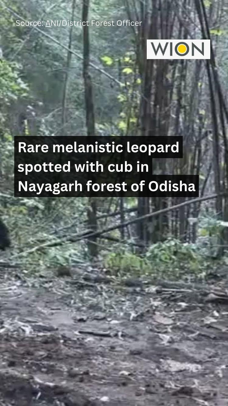 Rare melanistic leopard spotted with cub roaming in Nayagarh forest in the eastern Indian state of Odisha