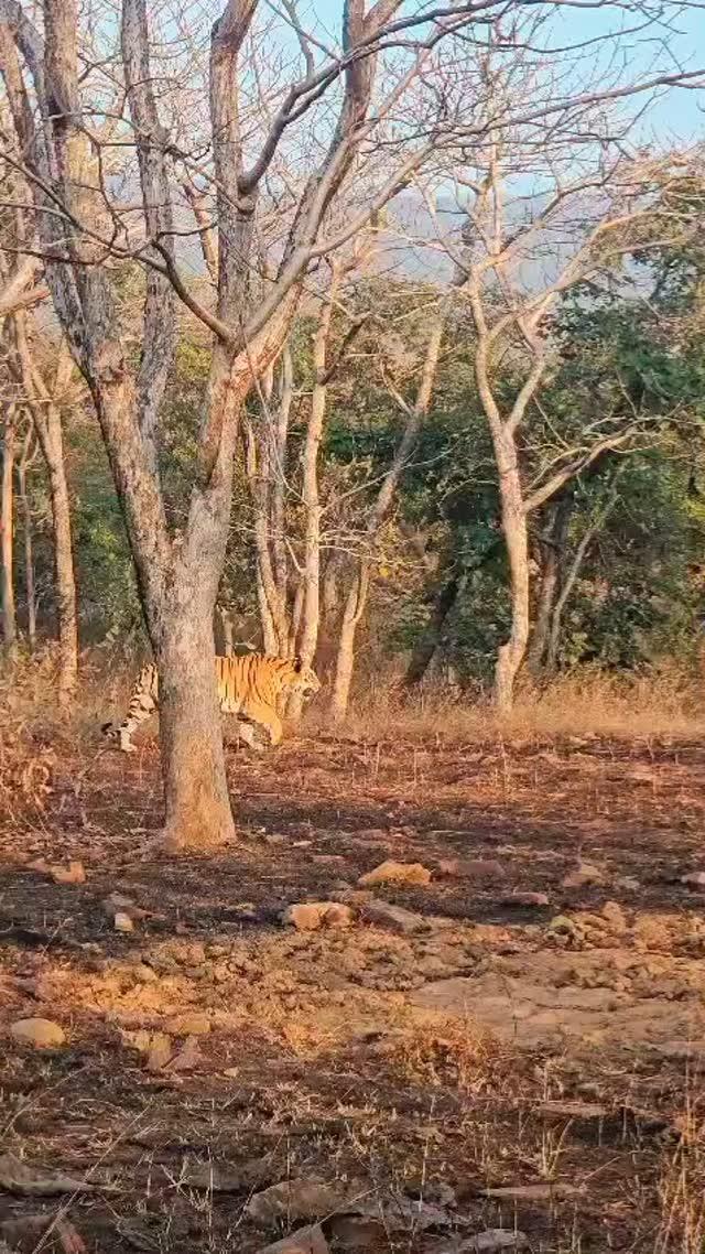 Sub Adult Cub's Of P 652 Female Tiger's 

At :- Panna Tiger Reserve