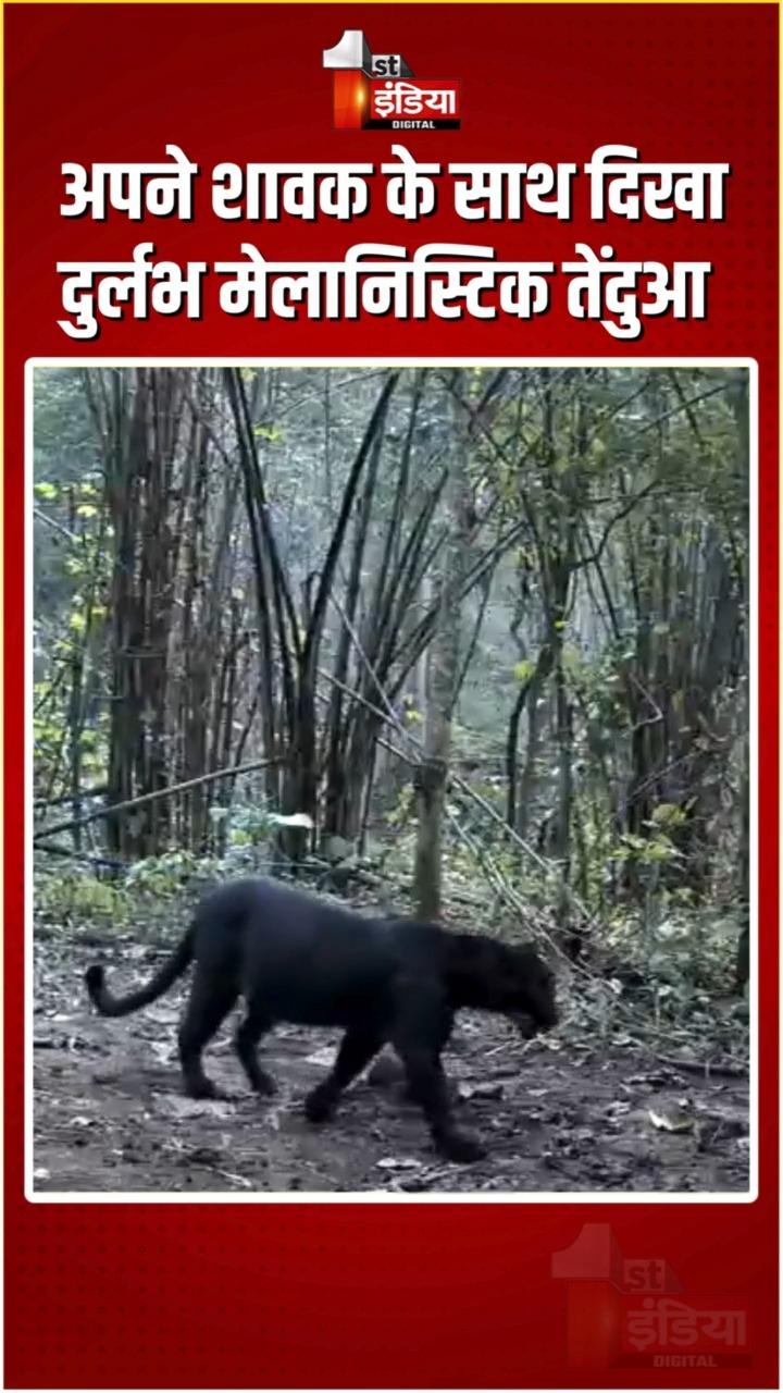 Black Panther In Odisha: ओडिशा के नयागढ़ जंगल में दुर्लभ मेलेनिस्टिक तेंदुआ अपने शावक के साथ देखा गया
Rare Melanistic Leopard