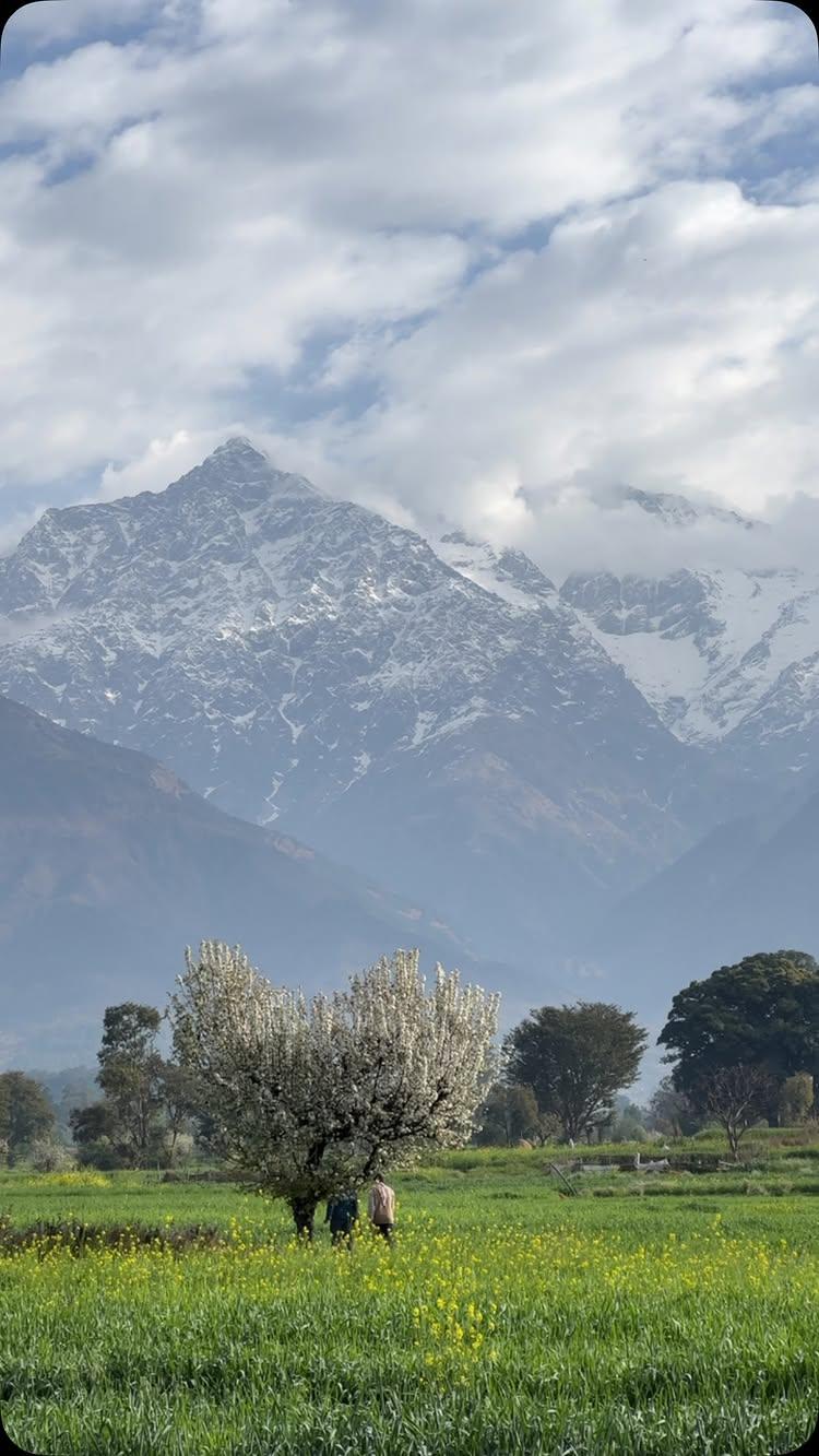 kangra valley 😍🤍