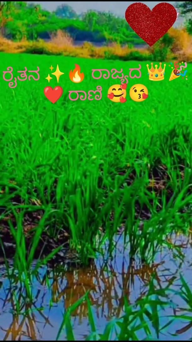 🌾🤞🔥ರೈತನ ರಾಜ್ಯದ ರಾಣಿ ✨🔥🤞🌾🌿