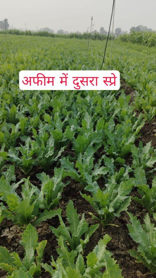 अफीम में दुसरा स्प्रे 🌱