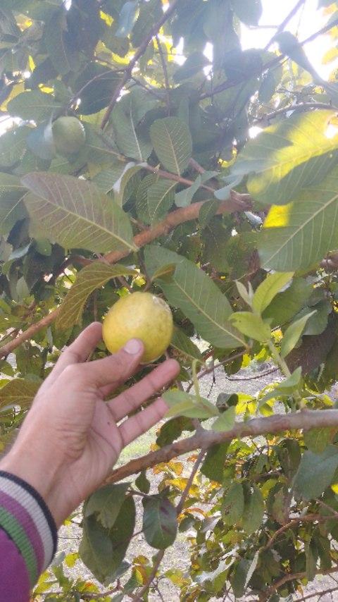 #viral #fruit #guava #at #chillön #sirmaur #hp 🍈