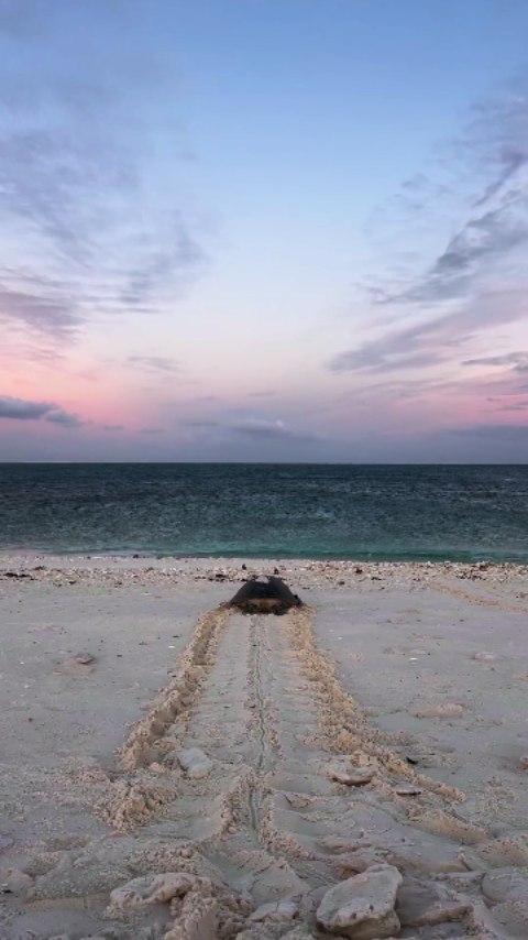 Bom Domingo
A vida seguindo seu curso
Amamos nossa missão
Nosso maior objetivo é assegurar que a maior quantidade de filhotes de tartarugas marinhas cheguem ao mar 😍❤️ 🐢
Seguimos em nossos monitoramentos ambientais de conservação costeira e marinha no litoral sul da Bahia
Você pode fazer parte dessa corrente do bem
Doe qualquer valor na nossa conta institucional, compre um produto do projeto, adquira os planos do Clube Amigos do Mar ou adote um ninho
Entra em contato pelo direct ou zap 73 99812-2850
Toda a renda é revertida para a conservação costeira-marinha no sul da Bahia
Vem com a gente! Todos juntos somos (a)mar pelas tartarugas marinhas
Instituto (a)mar
Cnpj: 351131710001-01
Banco Bradesco
Agência: 237
Conta Corrente:69114

Da amiga shot.by.sheree

projetoamarba  #tartarugasmarinhas
#conservacaomarinha #penisulademarau
#projetoamarbahia #souamar  #conservação#amotartarugasmarinhas #marineconservation #menoslixo #menosplasticos #maisamor #ilheus #itacare#salvador #onubrasil
#riodejaneiro #saopaulo 
#portoseguro #trancoso #caraiva
#cumuruxatiba #una #canavieiras
#seaturtles #turtles sinhajuneka
laercio.goncalves07  activasbrasil
rogeria_tomas seaturtles icmbio
prefitacare prefeituradeurucuca
prefeituradeuna prefeiturademarau
prefeitura.canavieiras prefilheus