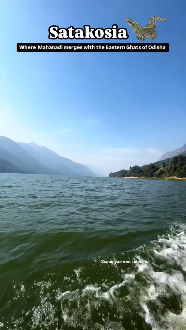 Satkosia Gorge: 
A breathtaking canyon where the Mahanadi river carves through the lush Eastern Ghats, blending serenity and wildernesscreating a breathtaking sanctuary for the endangered gharial crocodiles
Located just 60 km from Nayagarh and 150 km from Bhubaneswar, it’s a haven of serenity and wildlife in perfect harmony
reels #reelsinstagram #reelkarofeelkaro #trendingreels #trending #viral #viralvideos #viralreels #instagood #instadaily #instalike #instatravel #travel #travelgram #traveling #odisha #odishagram #odishaclicks #odishatourism #satakosia #satakosiawildlifesanctuary #sanctuary #crocodile #bhubaneswar #nayagarh #nayagarhtoka #wildlife #explore #explorepage #soumyashreesubham 

Have you ever been to this beautiful place ?