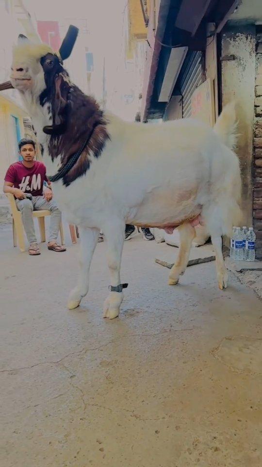 MASHAALLAH MASHAALLAH

#whiteeyes
#longears
#facepunch#kotakid
#2019goat
#heaviest#senegal🇸🇳
#deonar
#gulabi#gulabikota#pinkskin#beautiful#mashalkhan#beetal#beetalgoat#kota##bakra #goat #malwa #deonar
#bakraeid #mandi #bantam #mashallah allah