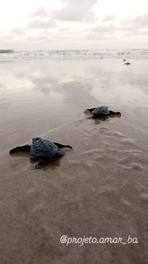 Sempre um dos momentos mais lindos de nossa caminhada
Caminhada de Filhotes de Tartaruga-Oliva no Santuário (a)mar
Somos agradecidos pela nossa missão
Os nascimentos de filhotinhos de tartarugas marinhas é o ápice de um trabalho dedicado, respeitoso e profissional que realizamos a quase 10 anos no litoral sul da Bahia
Nosso maior objetivo é assegurar que a maior quantidade de filhotes de tartarugas marinhas cheguem ao mar 😍❤️ 🐢
Seguimos em nossos monitoramentos ambientais de conservação costeira e marinha no litoral sul da Bahia
Você pode fazer parte dessa corrente do bem
Doe qualquer valor na nossa conta institucional, compre um produto do projeto, adquira os planos do Clube Amigos do Mar ou adote um ninho
Entra em contato pelo direct ou zap 73 99812-2850
Toda a renda é revertida para a conservação costeira-marinha no sul da Bahia
Vem com a gente! Todos juntos somos (a)mar pelas tartarugas marinhas
Instituto (a)mar
Cnpj: 351131710001-01
Banco Bradesco
Agência: 237
Conta Corrente:69114

projetoamarba  #tartarugasmarinhas
#conservacaomarinha #penisulademarau
#projetoamarbahia #souamar  #conservação#amotartarugasmarinhas #marineconservation #menoslixo #menosplasticos #maisamor #ilheus #itacare#salvador #onubrasil
#riodejaneiro #saopaulo 
#portoseguro #trancoso #caraiva
#cumuruxatiba #una #canavieiras
#seaturtles #turtles
sinhajuneka laercio.goncalves07 
hugohardt activasbrasil
rogeria_tomas seaturtles icmbio
prefitacare prefeituradeurucuca
prefeituradeuna prefeiturademarau
prefeitura.canavieiras prefilheus