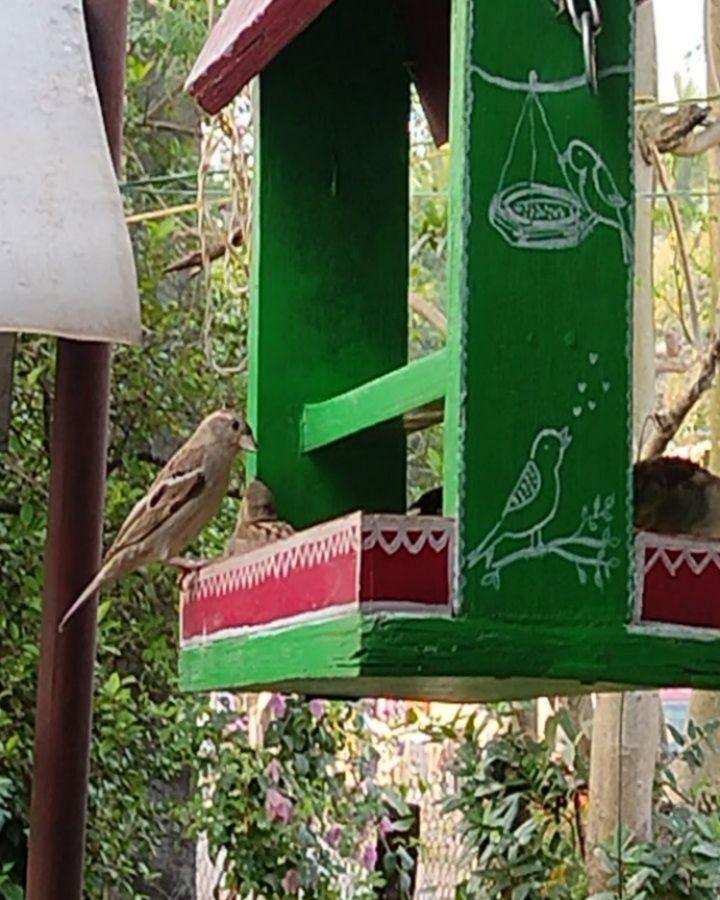 Baby sparrows ❤️🐣🐣