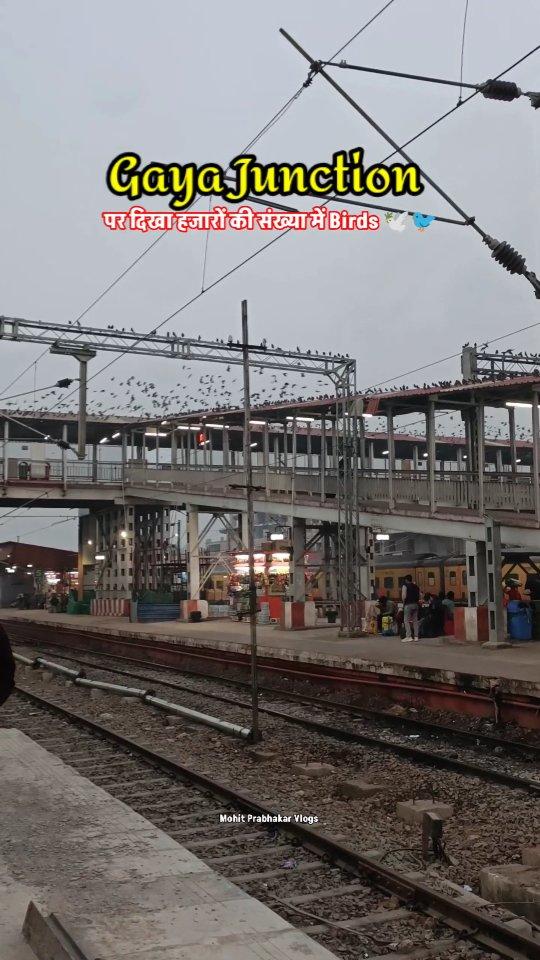 Gaya Junction Pe Hajaro Ki sankhya Me Dikhe Birds 🐦🕊️ || Thousands Of Birds On Gaya Railway Station