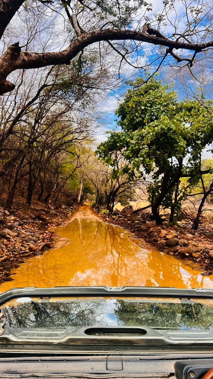 Roar-some Ranthambore!!🤎