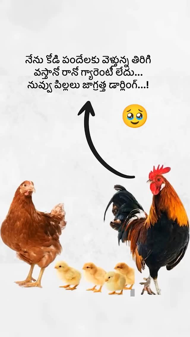 Kodi pandaluu 🐓🐔🐥