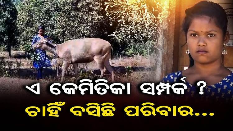 #ଏ_କେମିତିକା_ସମ୍ପର୍କ ?
#ଚାହିଁ_ବସିଛି_ପରିବାର
ନନ୍ଦୁ
କଥା ସିନା ସେ କହି ପାରେନି ହେଲେ ସେ ବା ପରିବାରର ପୁଅ ଥିଲା
ସାଙ୍ଗରେ ଖାଉ ଥିଲା, ସାଙ୍ଗରେ ବୁଲି ଯାଉ ଥିଲା l ଏବେ ନନ୍ଦୁ ପାଇଁ ଆଉ ଆଖିରେ ନିଦ ନାହିଁ l ପେଟର ଭୋକ ବି ନାହିଁ l ନନ୍ଦୁ ଚାଲି ଯାଇଛି ଭୁବନେଶ୍ୱର l ନନ୍ଦୁ ହୁଏ ତ ଅନ୍ୟମାନଙ୍କ ପାଇଁ ସମ୍ବରଟିଏ ଥିଲା, କିନ୍ତୁ ନୂଆପଡା ଜିଲ୍ଲା କୋମନା ରେଞ୍ଜ ଦେଓଦରା ଗାଁର ଦେବେନ୍ଦ୍ର ଚିନ୍ଦାଙ୍କ ପୁଅଟିଏ ଥିଲା ନନ୍ଦୁ l