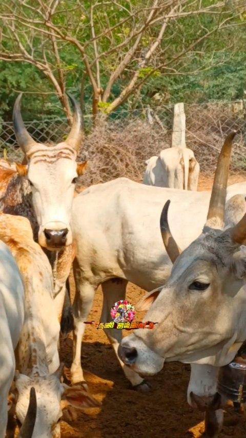 கேடி 💪

Follow👉_theni_jallikattu_official
🌟 தேனி மலைமாடு 🐃
🌟 கிடை மாடுகள் மறை மாடுகள் 🐂
🌟 ரேக்ளா பிரியன்🏅
🌟மண் மனம் மாறாத தேனி 🌱💚

🤟🚩