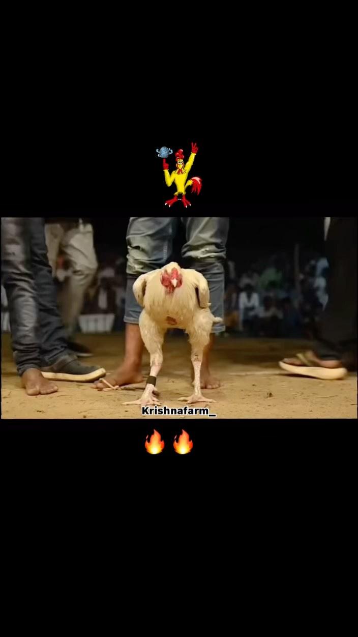 5 Days To Go…
Kodipandalu 🐓🐓