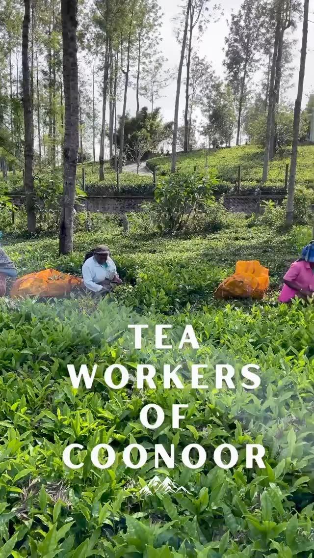 Amidst the misty hills of Coonoor, the hands that pluck the finest tea leaves weave stories of resilience and grace
Here’s a glimpse into the heart of the tea gardens, where tradition meets nature
Coonoor, nestled in the Nilgiri Hills of Tamil Nadu, is renowned for its lush tea plantations
The tea workers, primarily women, play an essential role in hand-plucking tender tea leaves, ensuring quality and tradition are preserved
Their day begins early, often before sunrise, as they traverse the steep slopes of the plantations with incredible skill and endurance
Many of these workers come from generations of tea pluckers, with their livelihood deeply connected to the tea estates
Despite their hard work, tea workers often face challenges like low wages and limited access to education or healthcare
Yet, their resilience and dedication are what make the tea from this region so globally admired