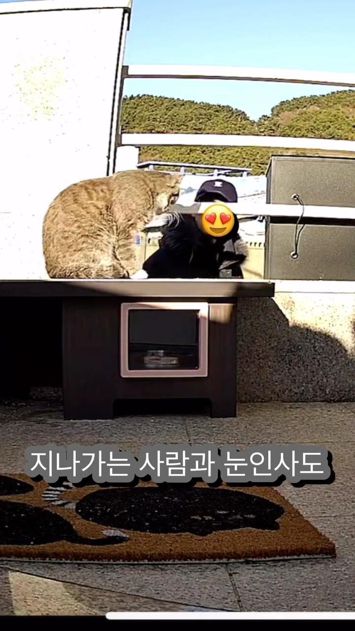 길고양이 급식소를
새로 만든 이유는
너무 좁은 면에 올라가 쉬고 있거나
몸을 잔뜩 구부리고 밖을 보는 경우가 많아서 였는데

드디어 제작의도대로
제대로 써주는 고양이가 나타났습니다!!