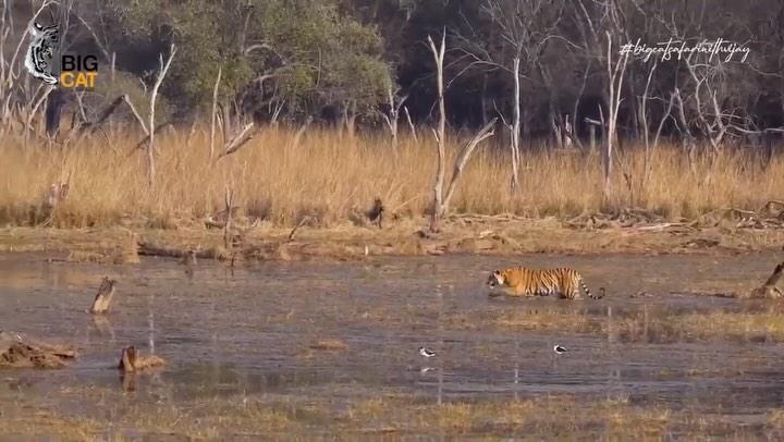 Riddhi’s cubs, thriving in Malik Lake Zone 4, a realm where golden stripes meet emerald waters and crocodiles reign supreme
Their confidence grows, a silent promise of the power they’ll wield as rulers of the wild
Can you feel the heartbeat of the jungle in their fearless gaze?