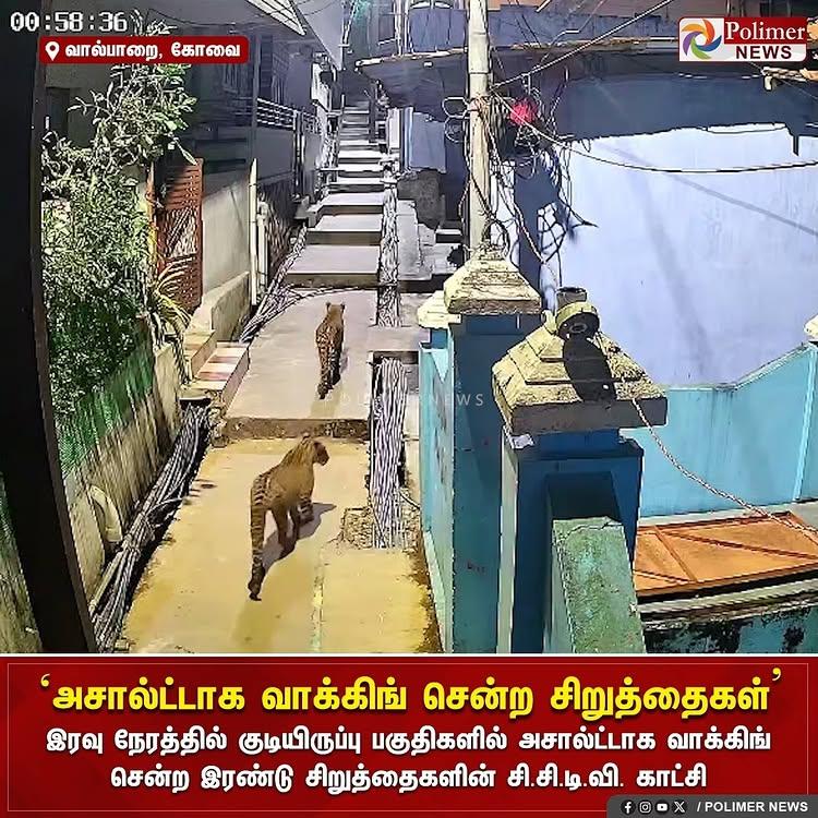 இரவு நேரத்தில் குடியிருப்பு பகுதிகளில் அசால்ட்டாக வாக்கிங் சென்ற இரண்டு சிறுத்தைகளின் சி.சி.டி.வி
காட்சி
coimbatore | #leopard | #residentialarea | #cctv |