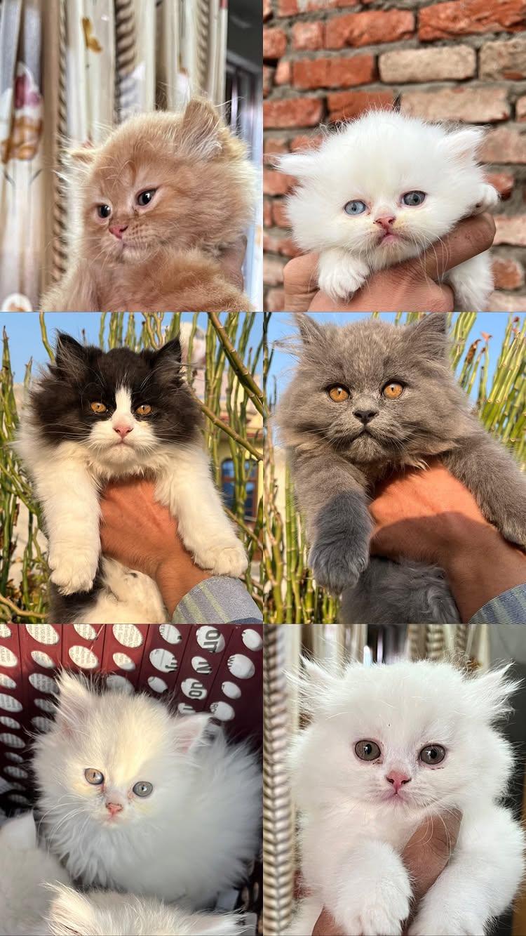 Quality for sure persian cats available at very genuine price
Contour 6284866603 
Booking and delivery available