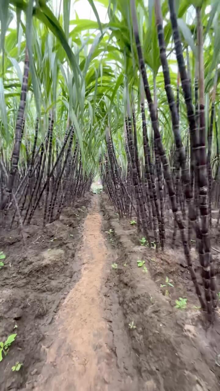 பொங்கலுக்கு தயாராகும் கும்பகோணம் சுற்றியுள்ள கிராமங்கள்! திருச்சேறை, உமையாள்புரம், சாத்தனூர்