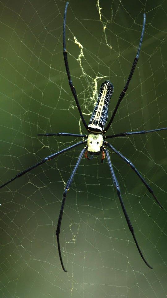 The Giant Wood Spider বাঘ মকৰা Nephila pilipes is a species of golden orb-web spider
It resides all over countries in East and Southeast Asia as well as Oceania