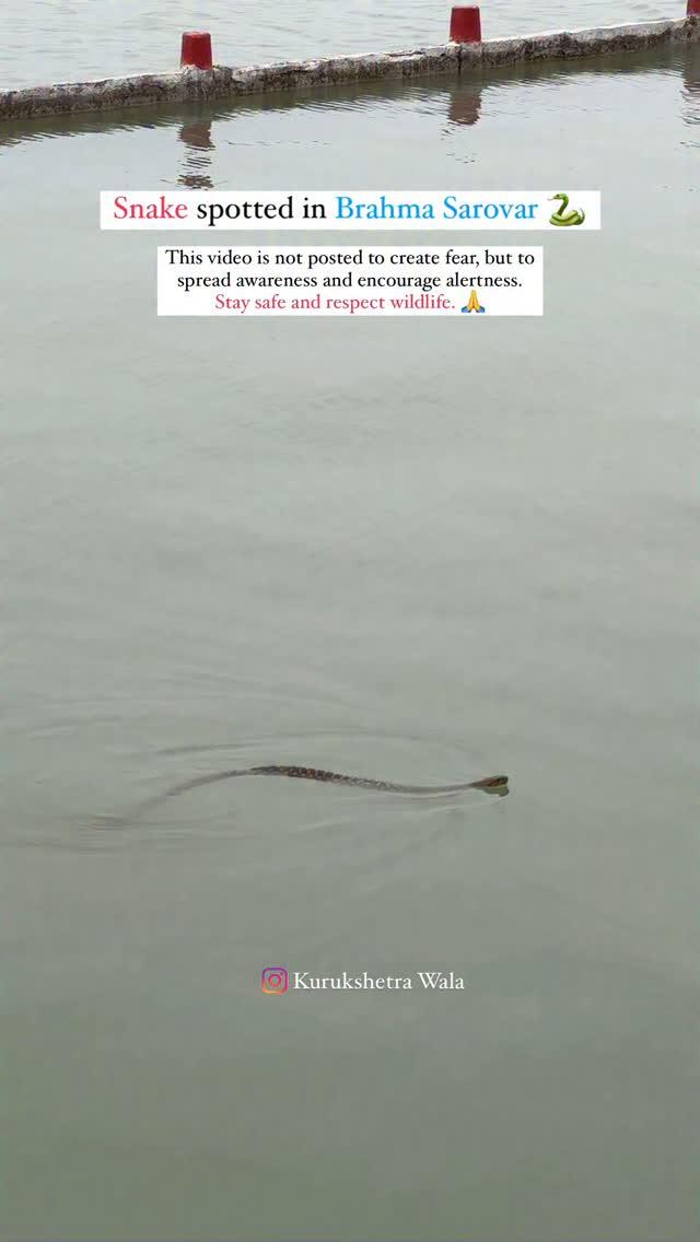 Snake spotted in Brahma Sarovar, Kurukshetra
This video is not posted to create fear, but to spread awareness and encourage alertness
Stay safe and respect wildlife