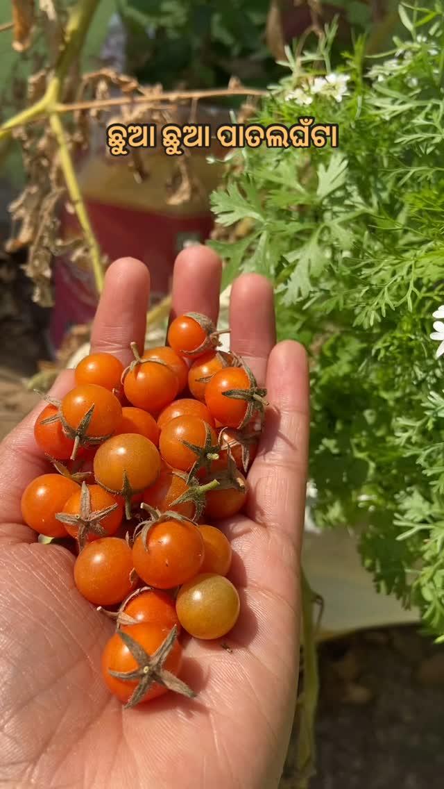 ବାରିର୍ ତୁନ୍ ଶାଗ ଆଉ ଗରମ୍ ପଖାଲ୍🍅🥬🌶️