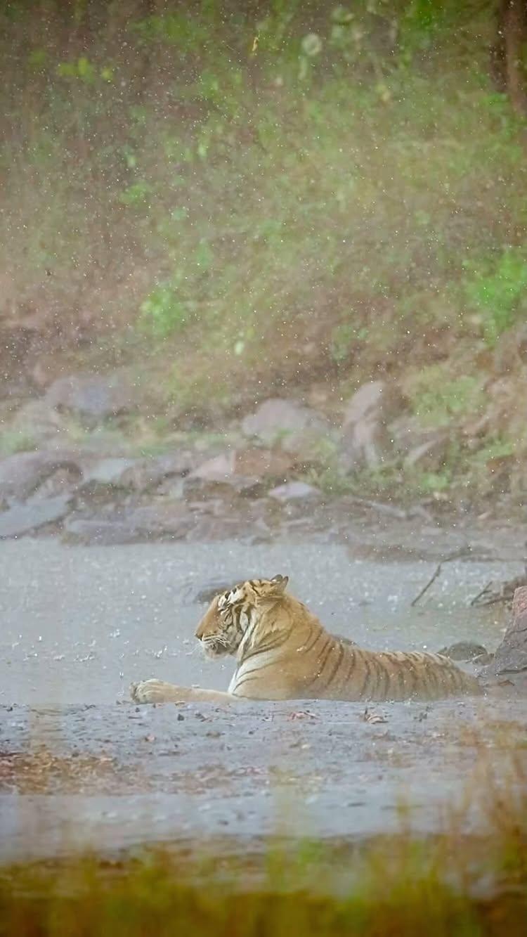 Ever seen a tiger in torrential rain? 
This was truly a special moment for me
The brief torrential rain lashed at the tiger with all its might and the tiger just sat there soaking it all in
I wonder what went through his mind in those moments 😊

When I was choosing a song to go with this video, I remembered this song and thought it was philosophically quite apt
An absolute powerful animal that has the potential to capture your heart the moment you lay your eyes on it
It is quite magical when you witness just glorious moments in the wild, where you are getting drenched in the rain and you can hear the wind, the lashing of the water on the forest and rocks of the dry river bed
While the tiger sits there nonchalantly waiting for the rain to pass
The lyrics read like this - 
Voila Voila Voila 
This is who I am 
Here I am, all of me, and it’s truly scary
Here I am, in the music and the silence too 
LOOK AT ME 

#glidingfrogtours #panna #tiger #mptourism #wildlife #