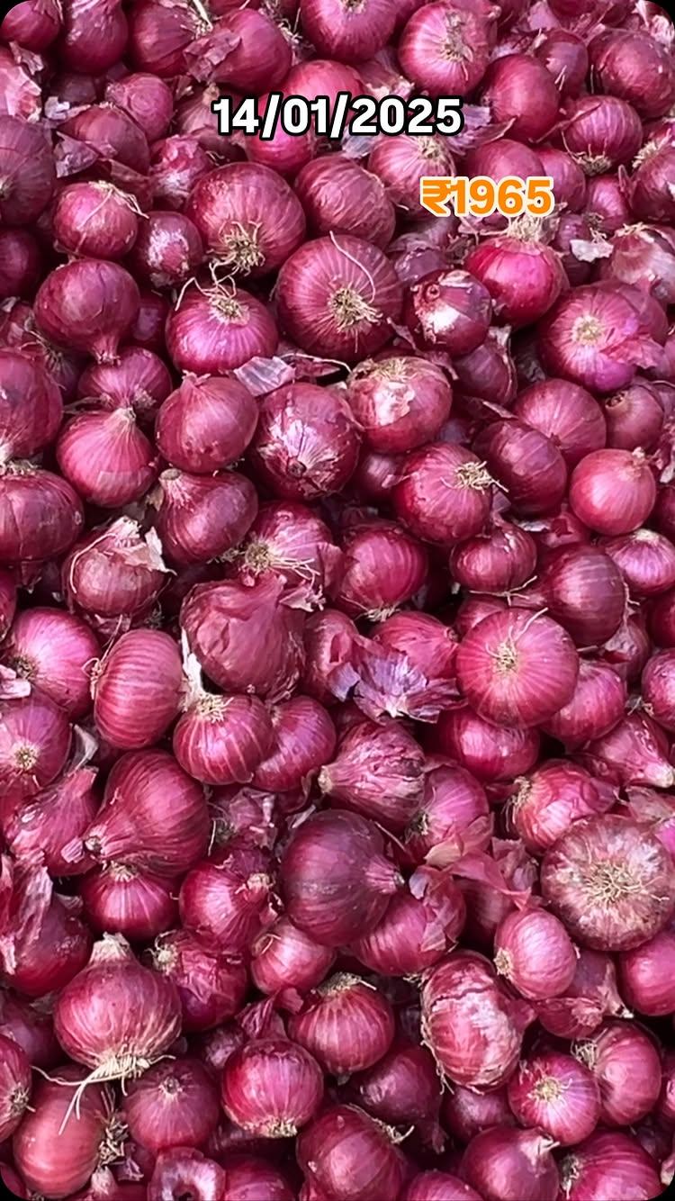 Kanda Lasalgaon Vinchur Nashik pyaj onion 🧅😊