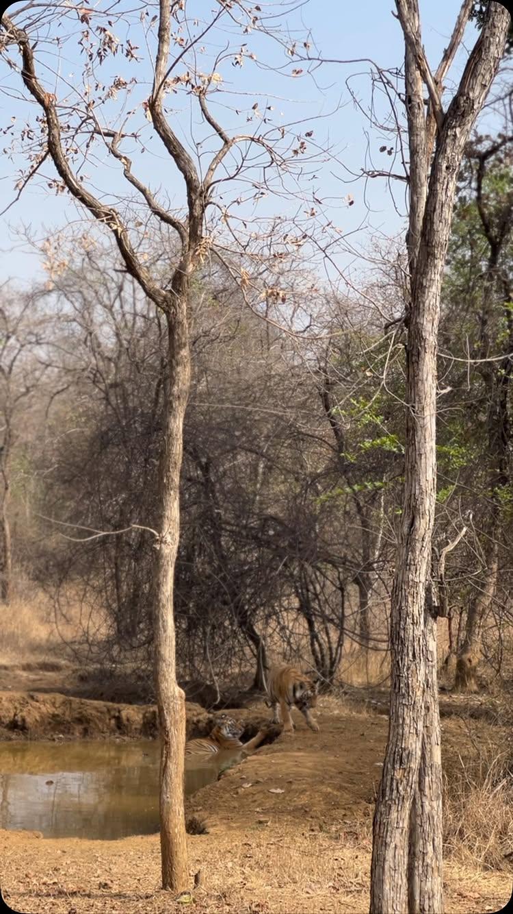 Panna National Park
2024