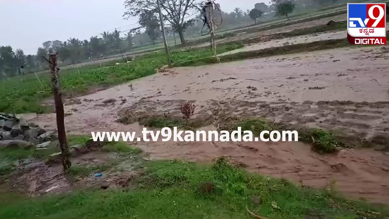 Heavy Rain in Mysuru: ಮೈಸೂರು ಜಿಲ್ಲೆಯಲ್ಲಿ ನಿನ್ನೆ ಸುರಿದ ಮಳೆಯಿಂದ ಅವಾಂತರ.. ನೂರಾರು ಎಕರೆ ಬೆಳೆ ನಾಶ|