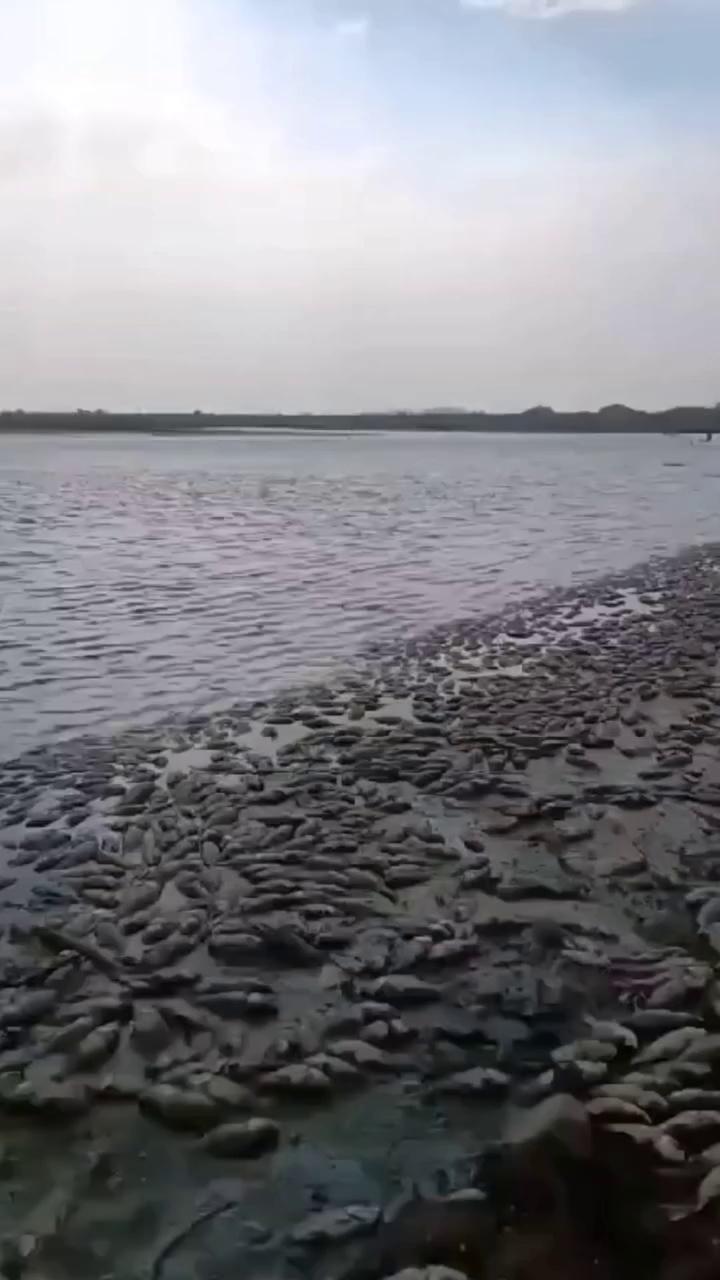 Madhya Pradesh के Chhatrpur के बेनीसागर डैम में लाखों की तादाद में मरीं मछलियां माना जा रहा है कि, भीषण गर्मी ( Extreme heat ) और पानी कम होने की वजह से इन मछलियों की मौत हुई है।
.
.
.
#heatwave #garmi #garminews #extremeheat #heat #madhyapradesh #chhatarpur #chhatarpurrockstar #chhatarpur_model_
#chhatarpurnews #chhatarpurhotshots #chhatarpurtemple #news #fishing #fishtank #fish #fishnets #fishporn #dam #waterdam #mpnews #talab #lake
.
.
.
[Chhatrpur News, Benisagar Dam , fish,Chhatarpur dam, Madhya Pradesh, Viral Video, Trending, Reels, Fyp Shivpuri, News, Gwalior, News,Dam, छतरपुर]