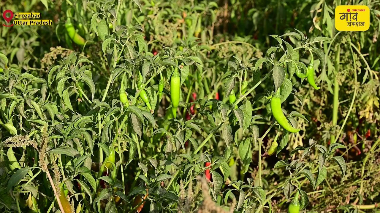 Firozabad's Chilli Crops: फिरोजाबाद के किसानों को जबरदस्त मुनाफा दे रही मिर्च, विदेशों में भी डिमांड