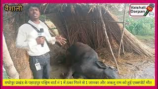 #News #राघोपुर प्रखंड#पहाड़पुर#पश्चिम में ठंका गिरने से 1#जानवर और एक#अकलू राम को हुई#एक्सपोर्ट मौत