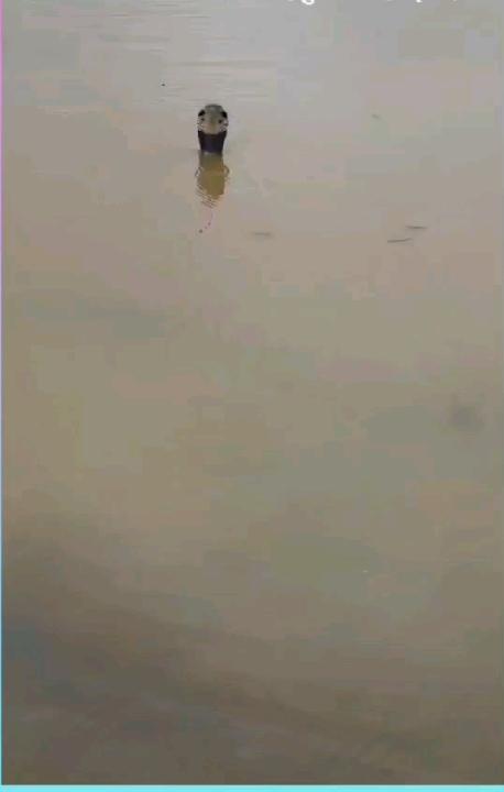 चीन के गुआंगशी प्रांत के हेंगझोउ में टाइफून माईसैक के कारण आई भीषण बाढ़ ने भारी तबाही मचाई है। बाढ़ के तेज बहाव के चलते एक स्थानीय स्नेक फार्म की दीवारें टूट गईं, जिसके परिणामस्वरूप कोबरा सहित लगभग 800 से 900 सांप बहकर आसपास के गांवों में घुस गए हैं। इन सांपों के अलावा, सुअर और शुतुरमुर्ग जैसे अन्य जानवर भी बाढ़ के पानी में बहते हुए देखे गए हैं। स्थिति को देखते हुए, प्रभावित गांवों में रेस्क्यू टीम तैनात की गई है।